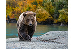 Bear on a Beach